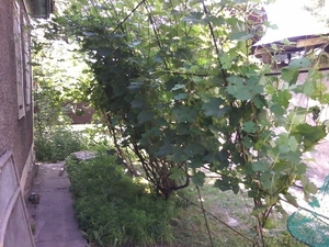 Срочно!Продам дом в мкр Карасу #1110432