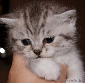 Британские котята недорого #1110572