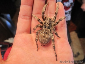 Срочно продам южнорусский тарантул #1103168