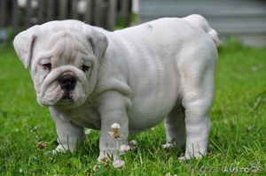 СКАКУН Английский бульдог щенки #1107507