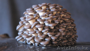  Вешенка мицелий,  грибные блоки  #1108637