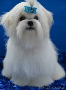 очаровательные малыши мальтезе #1097831