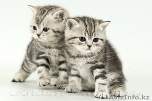 Продам котят! порода: шотландская вислоухая. #1106790