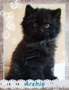 Британские котята от титулованных производителей! Летняя цена! #1106862