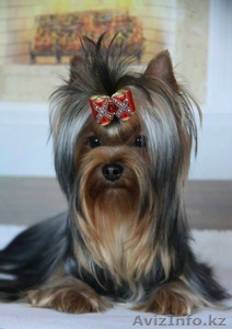 мальчик для шоу и разведения #1097826