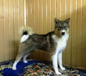 Продается западно-сибирская лайка #1092460