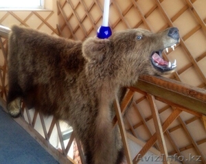 Шкура медведя,  декор. #1097843