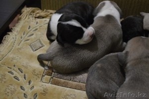 Щенки Американский Стаффордширский терьер #1107514