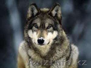 электрик в алматы!  87753499000 87763499000 #1100905