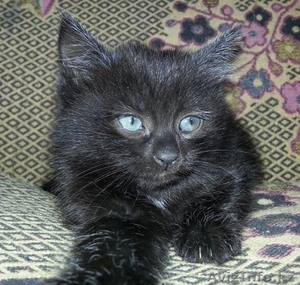 Отдам котяток в хорошие руки #1106103