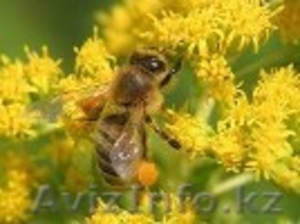 Много витаминов в одном продукте #1109210