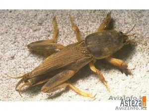   Продаю медведки для лечения  туберкулеза #1111007