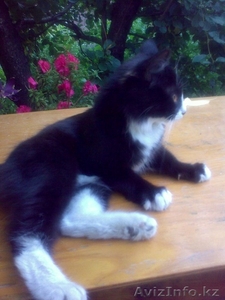 Срочно отдам кошечку в хорошие руки! #1117573