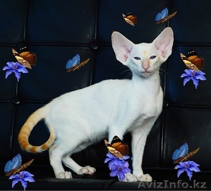 Red Siamese - элитные королевские котята из питомника Амрита Марга  #880084