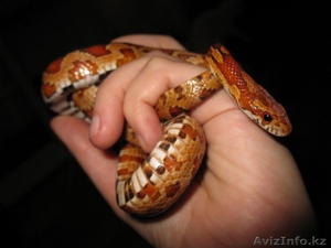 Продам скорпионов пауков птицеедов #1118599