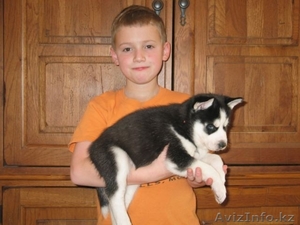  Сибирская Хаски #1122649