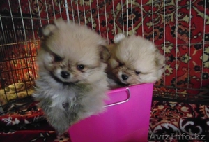 Померанский шпиц Девочка и мальчик #1117965