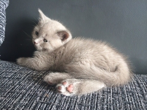 Продам котенка породы ScottishStright (Шотландская прямоухая) #1124985