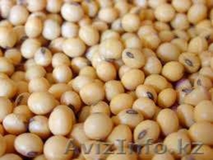 соя бобы дикабик #1116480