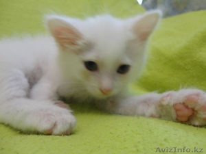 Котята Породы Турецкий ван кеси #1125560