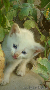 котенка в хорошие руки. срочно! пока маленькие #1117416