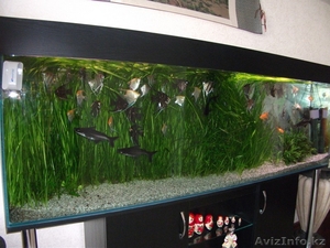 Обслуживание и дизайн аквариумов #1124477