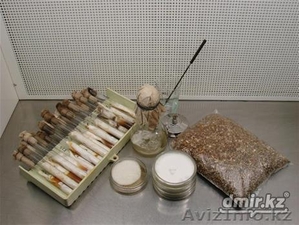 продам мицелий съедобных грибов #1107359