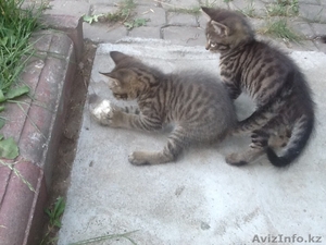 Даром,  в добрые руки. #1118668