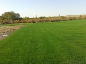 Рулонный газон,  газонная трава #944551