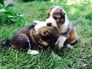 продам щенков среднеазиатской овчарки #1119269