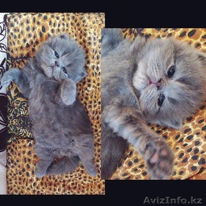 Продам элитного персидского котенка #1119315