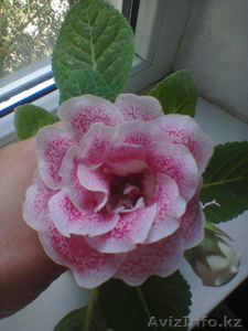 Глоксиния махровая #1118328