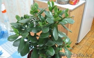 Денежное дерево продам недорого #1121443