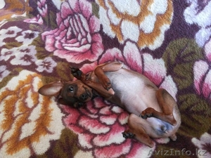 Каролина, angelina.karolina@mail.ru, 87770620062, 87056107107 #1119289