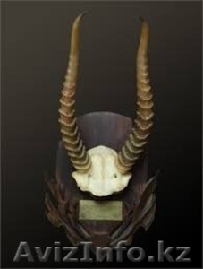 Куплю рога сайгака #1124678