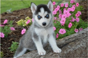 Щенки сибирской хаски #1122639