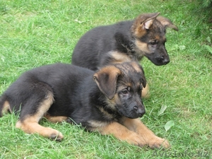 Продаются щенки немецкой овчарки! #1133584