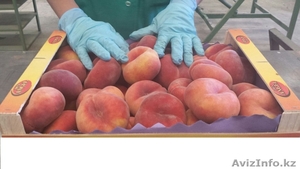 плоский персик(парагвайский) #1129252