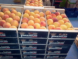 персик из Испании #1129255