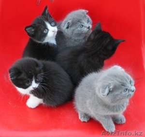 Скоттиш фолд ( вислоухие) #1128437