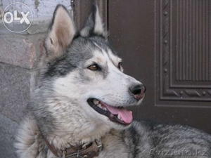 Продам щенят хаски #1129751