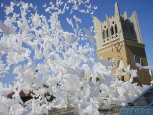 Био голуби-украшение на свадьбу #1127404