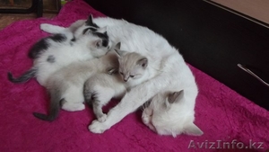 Пристаривается кошка и 4 котенка #1134389