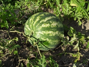 Арбузы по 30 тг #1132152