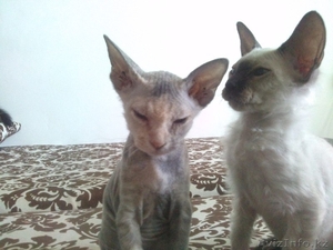 Котят Донского Сфинкса #1127697