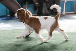 Щенки Кавалер кинг чарльз спаниеля #1127036