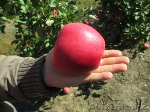 Веники из Сорго (производство Молдова) #1128893