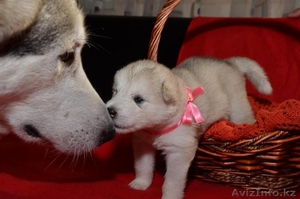 Щенки Аляскинского маламута! #1127890