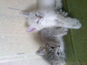 продам красивых игривых котят в хорошие руки #1130725