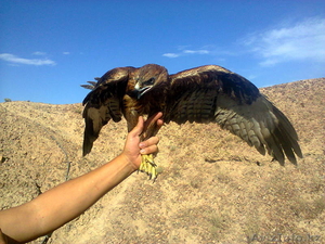 Продам птицу охотничью #1127329